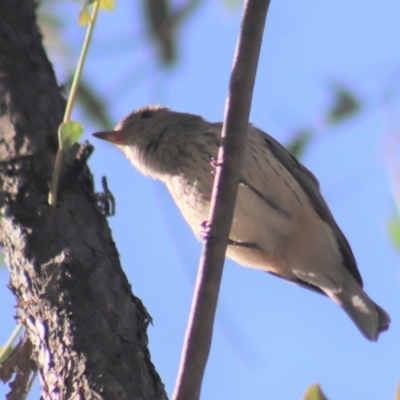 Pachycephala rufiventris (Rufous Whistler) at Gundaroo, NSW - 22 Mar 2019 by Gunyijan