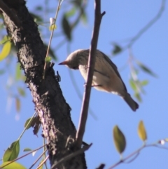 Pachycephala rufiventris at Gundaroo, NSW - 23 Mar 2019