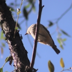 Pachycephala rufiventris at Gundaroo, NSW - 23 Mar 2019