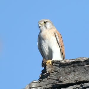 Falco cenchroides at Majura, ACT - 1 Sep 2021