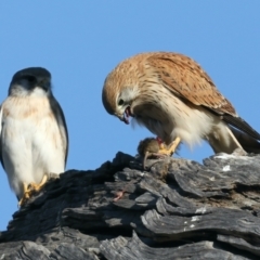 Falco cenchroides at Majura, ACT - 1 Sep 2021