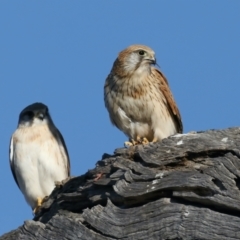 Falco cenchroides at Majura, ACT - 1 Sep 2021