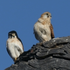 Falco cenchroides at Majura, ACT - 1 Sep 2021