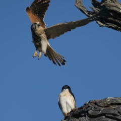 Falco cenchroides at Majura, ACT - 1 Sep 2021