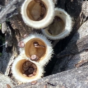 Nidula sp. at Acton, ACT - 3 Sep 2021