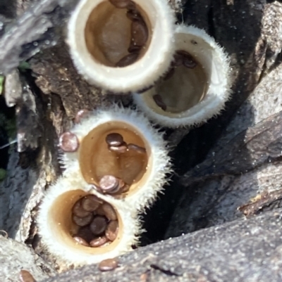 Nidula sp. (A bird's nest fungus) at Acton, ACT - 3 Sep 2021 by AnneG1