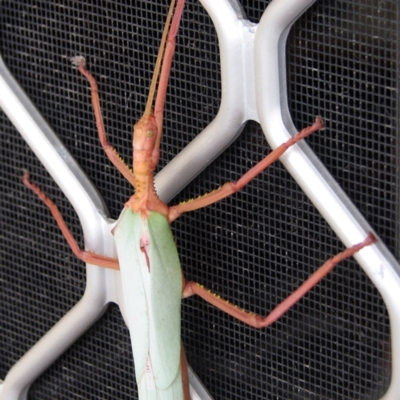 Phasmatodea (order) at Pambula Beach, NSW - 24 Dec 2009 by KylieWaldon