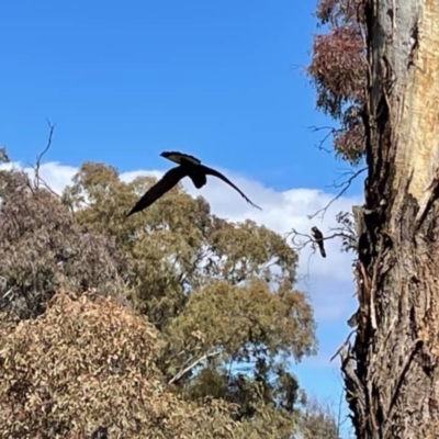 Zanda funerea (Yellow-tailed Black-Cockatoo) at Mount Majura - 9 Aug 2021 by Evie