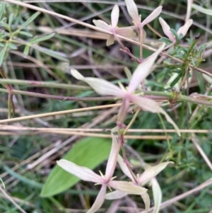 Clematis leptophylla at Downer, ACT - 26 Aug 2021