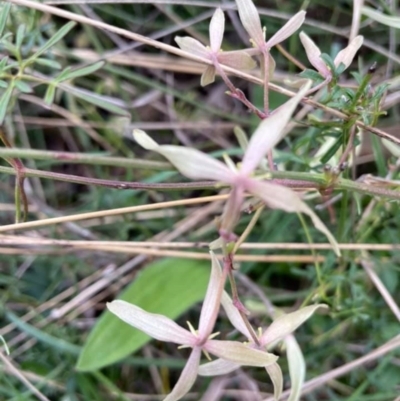 Clematis leptophylla (Small-leaf Clematis, Old Man's Beard) at Downer, ACT - 26 Aug 2021 by Evie