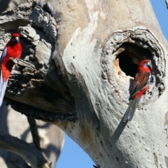 Platycercus elegans (Crimson Rosella) at Majura, ACT - 1 Sep 2021 by jb2602