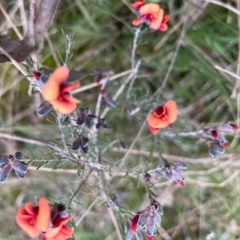 Dillwynia sericea (Egg And Bacon Peas) at P11 - 24 Aug 2021 by Evie