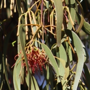 Amyema pendula subsp. pendula at Gundaroo, NSW - 2 Mar 2019