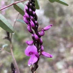 Indigofera australis subsp. australis (Australian Indigo) at Wanniassa Hill - 27 Aug 2021 by AnneG1