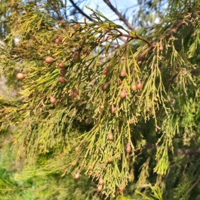 Exocarpos cupressiformis (Cherry Ballart) at Cook, ACT - 3 Sep 2021 by drakes