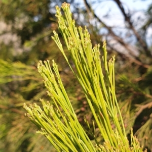 Exocarpos cupressiformis at Cook, ACT - 3 Sep 2021