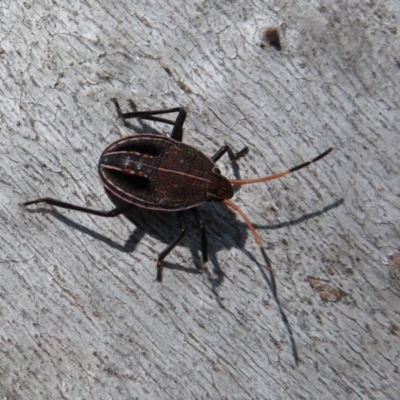 Theseus modestus (Gum tree shield bug) at Holt, ACT - 2 Sep 2021 by Christine