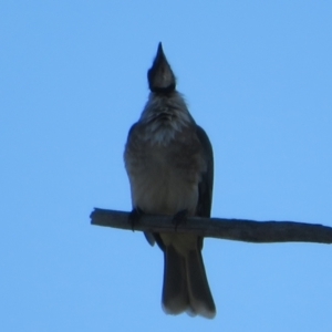 Philemon corniculatus at Hawker, ACT - 2 Sep 2021 10:12 AM