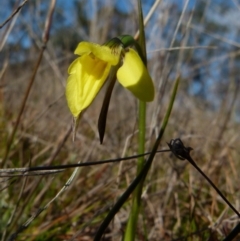 Diuris chryseopsis (Golden Moth) at Boro, NSW - 2 Sep 2021 by Paul4K