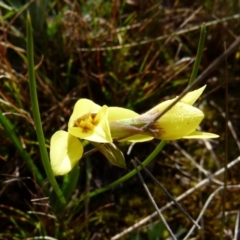 Diuris chryseopsis at Boro, NSW - suppressed