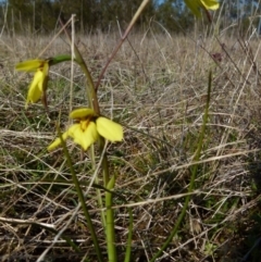 Diuris chryseopsis at Boro, NSW - suppressed