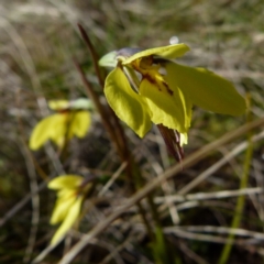 Diuris chryseopsis at Boro, NSW - suppressed