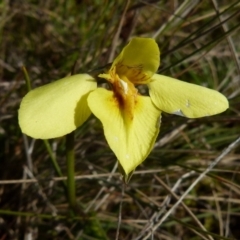 Diuris chryseopsis at Boro, NSW - suppressed