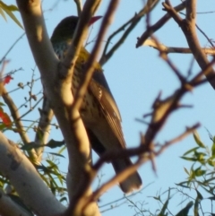 Oriolus sagittatus (Olive-backed Oriole) at Boro, NSW - 2 Sep 2021 by Paul4K