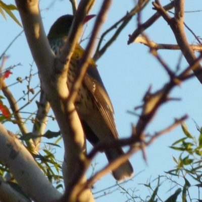 Oriolus sagittatus (Olive-backed Oriole) at Boro, NSW - 2 Sep 2021 by Paul4K
