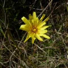 Microseris walteri (Yam Daisy, Murnong) at Boro - 1 Sep 2021 by Paul4K