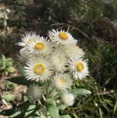 Coronidium elatum subsp. elatum (Tall Everlasting) at Woodlands, NSW - 1 Sep 2021 by KarenG