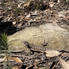 Rankinia diemensis (Mountain Dragon) at Mittagong, NSW - 1 Sep 2021 by KarenG