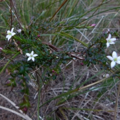 Rhytidosporum prostratum at Boro, NSW - 2 Sep 2021 by Paul4K