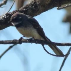 Rhipidura albiscapa at Boro, NSW - 3 Sep 2021