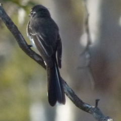 Rhipidura albiscapa at Boro, NSW - 3 Sep 2021