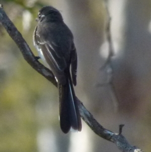 Rhipidura albiscapa at Boro, NSW - 3 Sep 2021