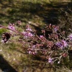 Kunzea parvifolia (Violet Kunzea) at Boro, NSW - 3 Sep 2021 by Paul4K