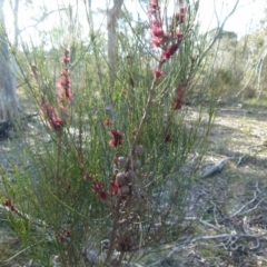 Allocasuarina paludosa (Swamp She-oak) at Boro - 3 Sep 2021 by Paul4K