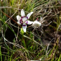 Wurmbea dioica subsp. dioica (Early Nancy) at Boro - 3 Sep 2021 by Paul4K