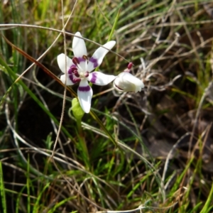 Wurmbea dioica subsp. dioica at Boro, NSW - 3 Sep 2021