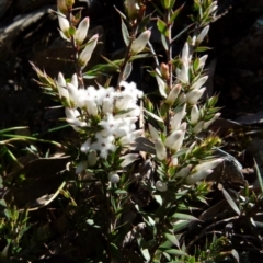 Leucopogon ericoides (Pink Beard-Heath) at Boro - 3 Sep 2021 by Paul4K