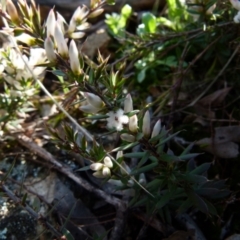 Styphelia ericoides at Boro, NSW - suppressed