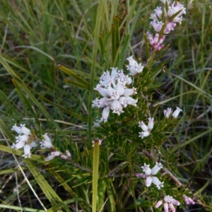 Lissanthe strigosa subsp. subulata at Boro, NSW - 3 Sep 2021