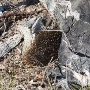 Tachyglossus aculeatus at Boro, NSW - 2 Sep 2021