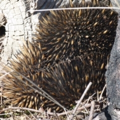 Tachyglossus aculeatus at Boro, NSW - 2 Sep 2021