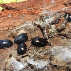 Unidentified Beetle (Coleoptera) at Kambah, ACT - 2 Sep 2021 by HelenCross