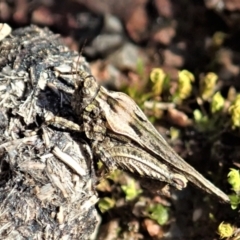 Tetrigidae (family) (Pygmy grasshopper) at Holt, ACT - 1 Sep 2021 by CathB