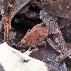 Tetrigidae (family) at Holt, ACT - 1 Sep 2021