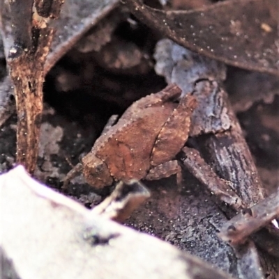 Tetrigidae (family) (Pygmy grasshopper) at Aranda Bushland - 1 Sep 2021 by CathB