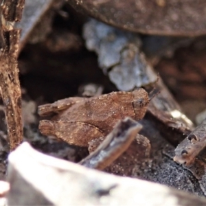 Tetrigidae (family) at Holt, ACT - 1 Sep 2021